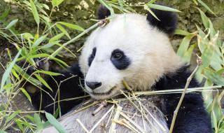 大熊猫丫丫身上有血洞 大熊猫丫丫身上有血洞